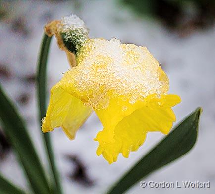 Snowy Daffodil_23409.jpg - Photographed at Smiths Falls, Ontario, Canada.